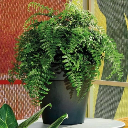 DEROMA Pot de fleurs rond Like anthracite - Coloris gris anthracite - 15cm