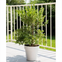 Pot plastique DEROMA Like Diam.22 L.22 x l.22 x H.20 cm blanc