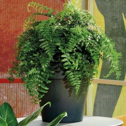 DEROMA Pot de fleurs rond Like anthracite - Coloris gris anthracite - 26cm