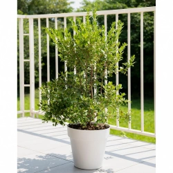 Pot plastique DEROMA Like Diam.30 L.30 x l.30 x H.27.5 cm blanc