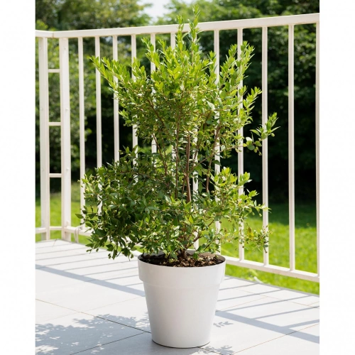 Pot plastique DEROMA Like Diam.30 L.30 x l.30 x H.27.5 cm blanc