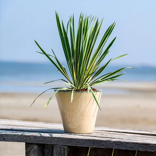 Pot terre cuite émaillée DEROMA Kinfolk Diam.23 H.20.5 cm beige