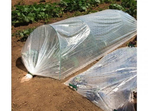 Film De Forçage Perforé Pour Potager Geolia 2X5 M