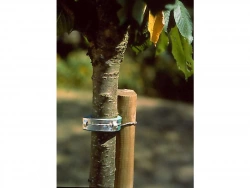Collier pour arbres, NORTENE, 0.6 m
