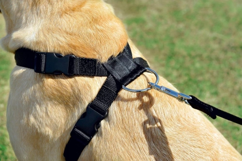 Laisse chien sécurité voiture